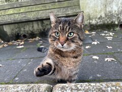 Katze_01