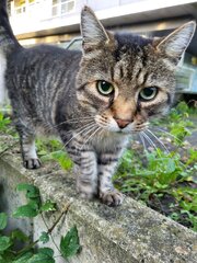 Katze_02