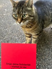 Bild Schule der Vielfalt – Katze